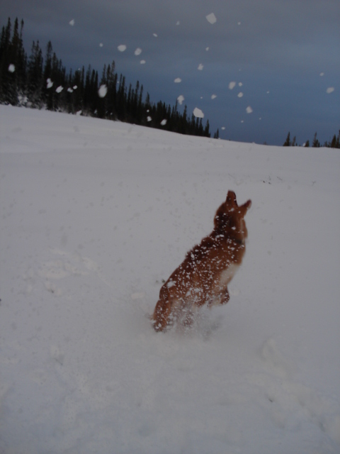 Emil leker i snen